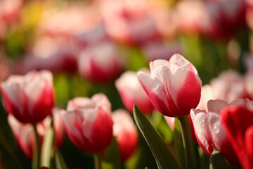 Wall Mural - red and white tulips in close up