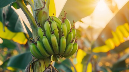 Wall Mural - A bunch of green bananas hanging from a tree