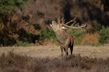 Wall Mural - Red deer stag in the rutting season showing dominant bahaviour in the forest of National Park Hoge Veluwe in the Netherlands