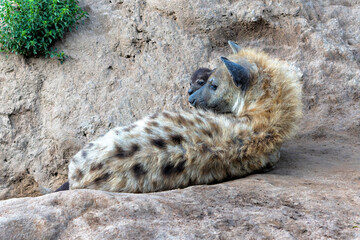 Poster - Spotted Hyena mother nursing her  pups at the den with sunrise in a Game Reserve in South Africa