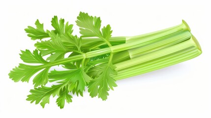 Wall Mural - Celery with crisp watercolor stalks isolate on white background