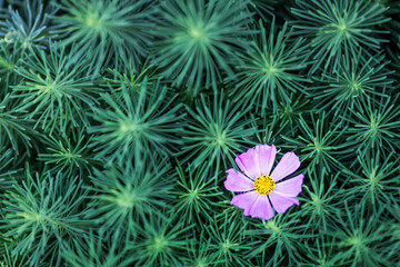 Wall Mural - A single purple flower is in the middle of a green bush