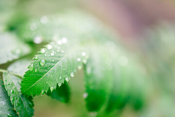 Wall Mural - A leaf with raindrops on it