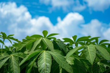 Wall Mural - Close up of cassava leaves in field with blue sky