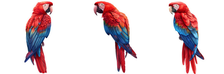 Wall Mural - Set of A patterned layout of macaw feathers, arranged to showcase their natural symmetry and vivid hues isolated on tranparent background