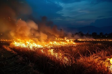 Wall Mural - Fire burns rice straw and hay in fields at night in Northeastern Thailand in Southeast Asia