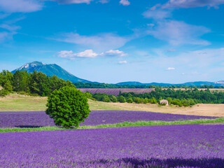 Wall Mural - Provence landscape with lavender fields, France