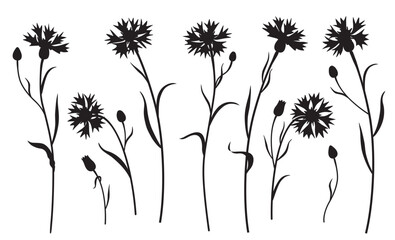 Wall Mural - black silhouette of cornflowers isolated on white