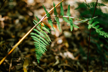 autumn leaves in the forest