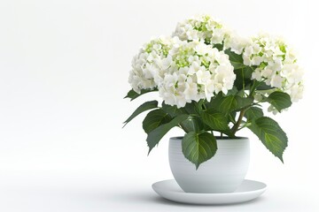 Poster - Hydrangea in pot on white background