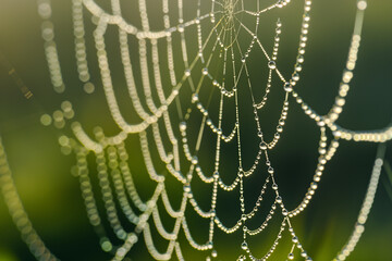 Macro shot of dew on a spider web, emphasizing the geometric structure and glistening droplets