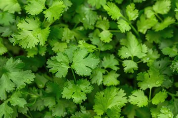 Wall Mural - Cilantro Plant. Fresh Green Coriander Leaves in Organic Vegetable Garden