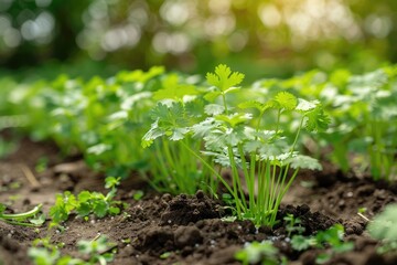 Wall Mural - Cilantro Plant. Fresh Coriander Leaves in Organic Vegetable Garden