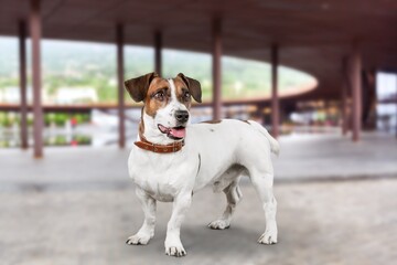 Canvas Print - Happy smart dog pet looking toward