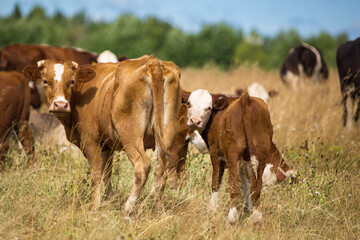 Wall Mural - Red cows grazing