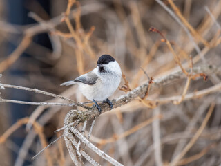 Canvas Print - Cute bird the willow tit, song bird sitting on a branch without leaves in the winter.