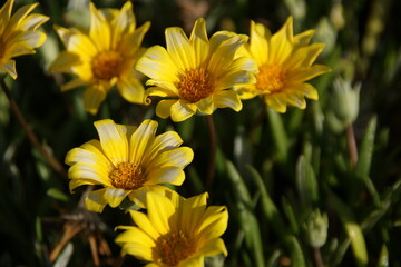 Yellow Blooming Sea Dahlia of Southern California 