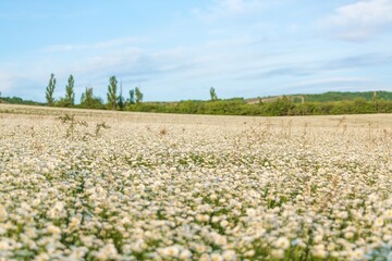 Wall Mural - beautiful spring natural landscape of field with flowers