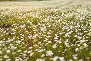 Wall Mural - beautiful spring natural landscape of field with flowers