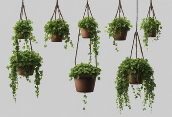 Sticker - Set of hanging ivy plants on pot isolated on transparent background