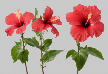 Wall Mural - Set of tropical red hibiscus flowers isolated on transparent background