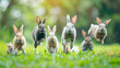© Like Animals - A group of adorable furry rabbits hopping jumping and running energetically through a lush green field with a blurred natural background  These playful