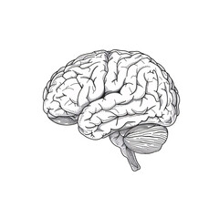 Detailed Illustration of the Human Brain Isolated on a Transparent Background