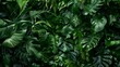 © Sophia - Dark green plants in lush foliage background