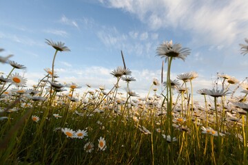 Wall Mural - beautiful spring natural landscape of field with flowers