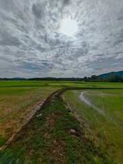 road in the field