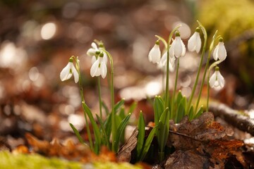 Wall Mural - First spring white flowers in a forest