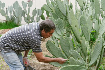 Man Harvesting Prickly Pears in Cactus Garden