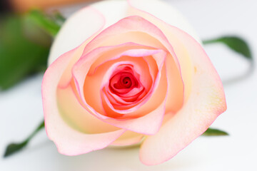 Wall Mural - beautiful pink rose flower isolated on white background, valentine day