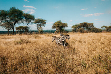 zebra in the wild