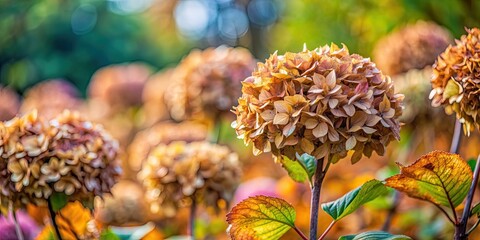 Sticker - Withered hydrangea flowers adding a touch of melancholy to an autumn garden, fading, wilting, autumn, garden, nature, plants