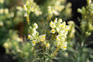 Wall Mural - Common toadflax.Linaria vulgaris flowers closeup selective focus