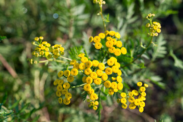 Wall Mural - Common tansy, .Tanacetum vulgare yellow flowers closeup selective focus