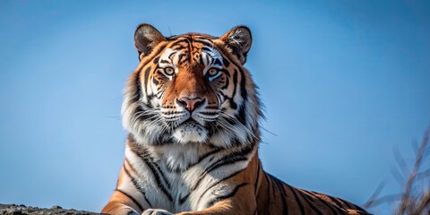 Poster - Majestic tiger isolated on background, tiger, wild, majestic, animal, predator, feline, big cat, powerful, strength