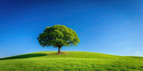 Poster - Tree standing tall on lush green hill under clear blue sky, nature, landscape, tree, hill, green, blue, sky, peaceful