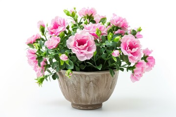 Poster - Pink eustomas in white pot on white background