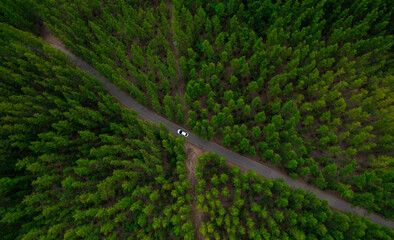 Wall Mural - Aerial view of dark green forest road and white electric car Natural landscape and elevated roads Adventure travel and transportation and environmental protection concept