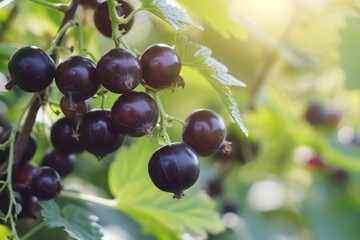 Wall Mural - Ripe and juicy black currant berries on branch in garden Selective focus shallow depth