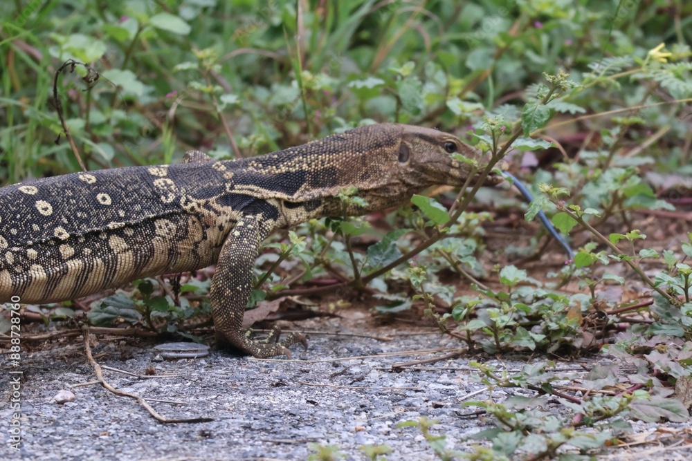 The Asian water monitor (Varanus salvator), also called common water ...