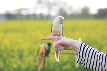 Close up and spring view of a parrot sitting on female's hand with the background of yellow rape flowers, South Korea
