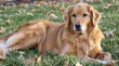 © Best - Golden Retriever: With their friendly, tolerant nature and intelligence, Golden Retrievers excel in obedience and service. They are cherished companions for families seeking loyalty and warmth.