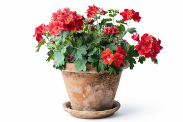 Poster - Red geranium in clay pot on white background