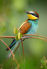 Wall Mural - european bee eater ( merops apiaster )