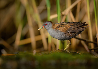Wall Mural - little crake bird ( porzana parva ) - male