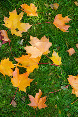 Wall Mural - fall season. maple leaves on lawn. sunny fall backdrop with fallen leaves. maples trees with yellow 