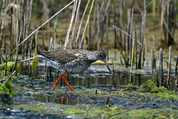 Poster - Rotschenkel // Common redshank (Tringa totanus)